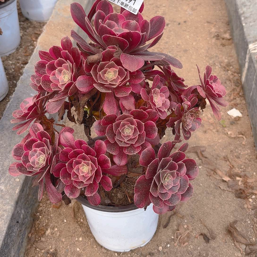 美杜莎多肉植物一号491