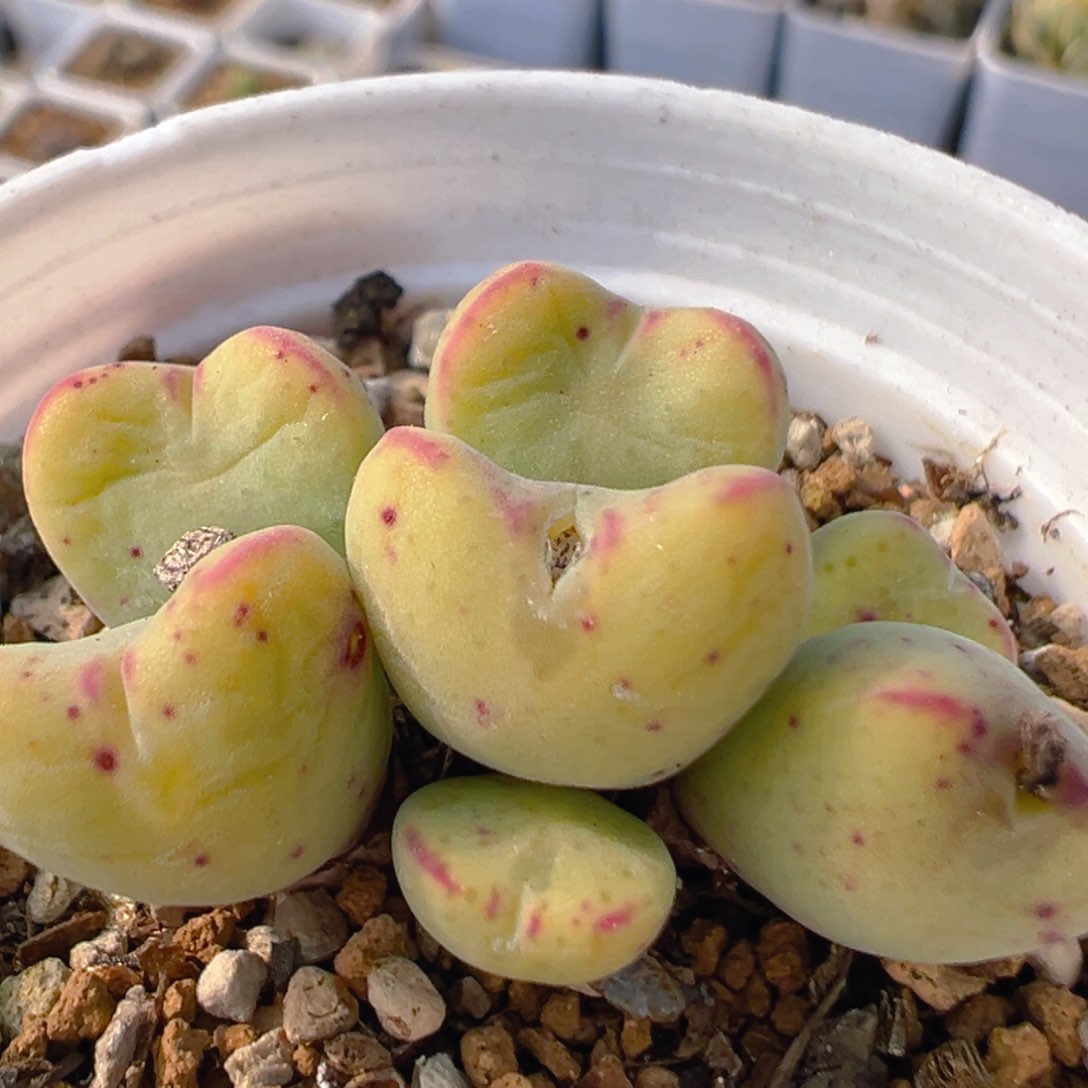 153多肉植物百科知识