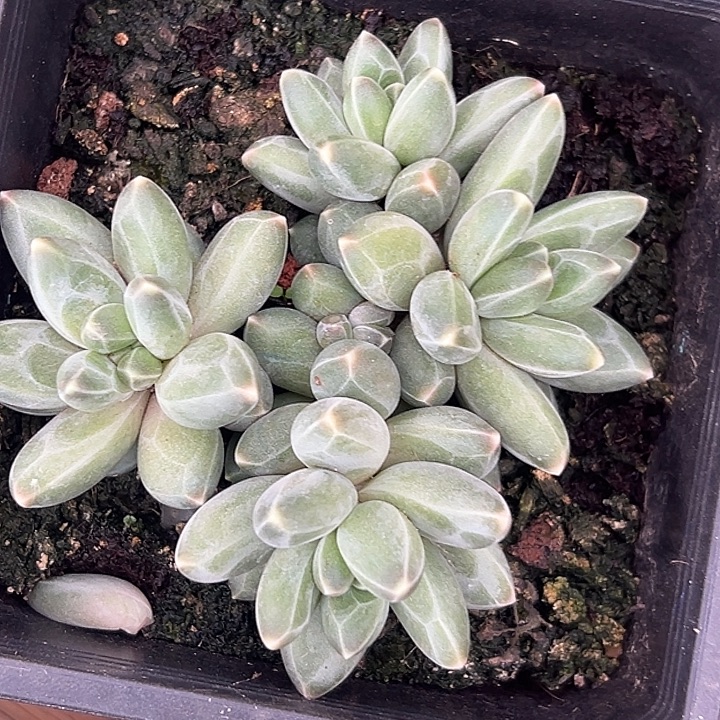 美人特价一物一拍