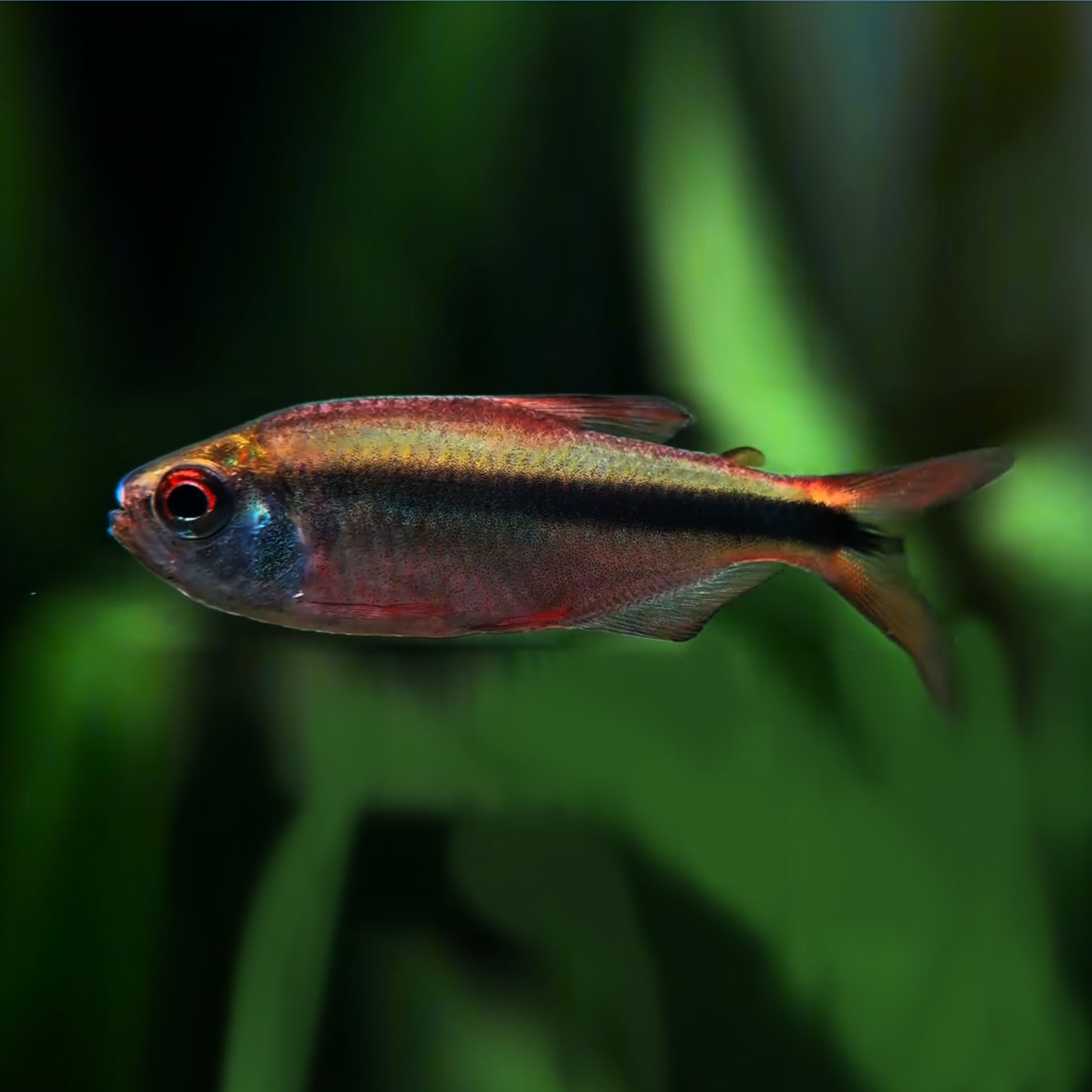 开闸泄洪灯鱼无利润处理