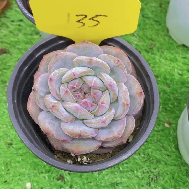 宝*歌多肉植物，开心多肉