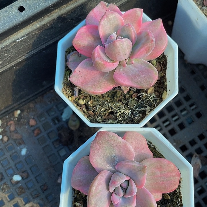 八角盆彩虹糖3.8带盆土