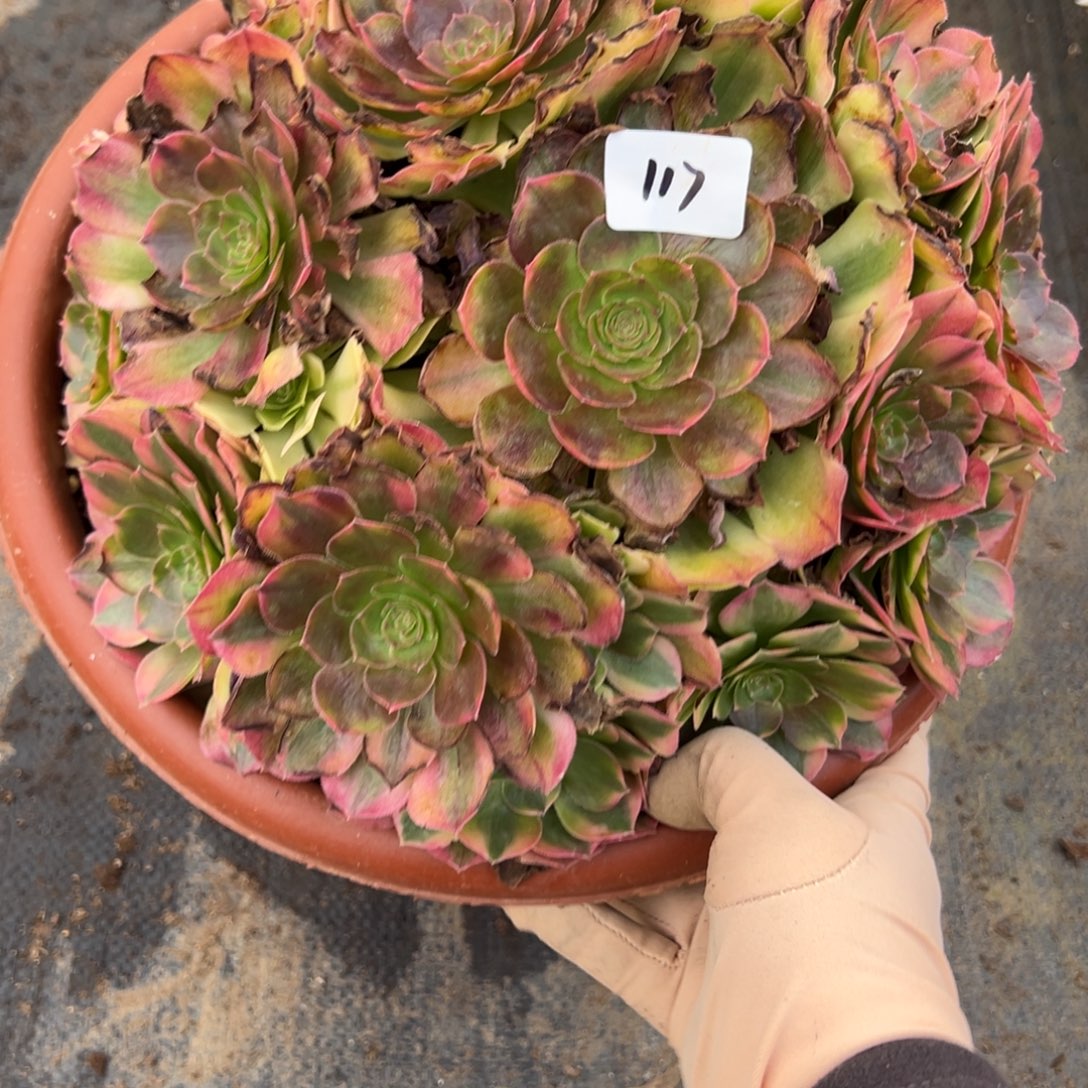 117轮回多肉一字一顿