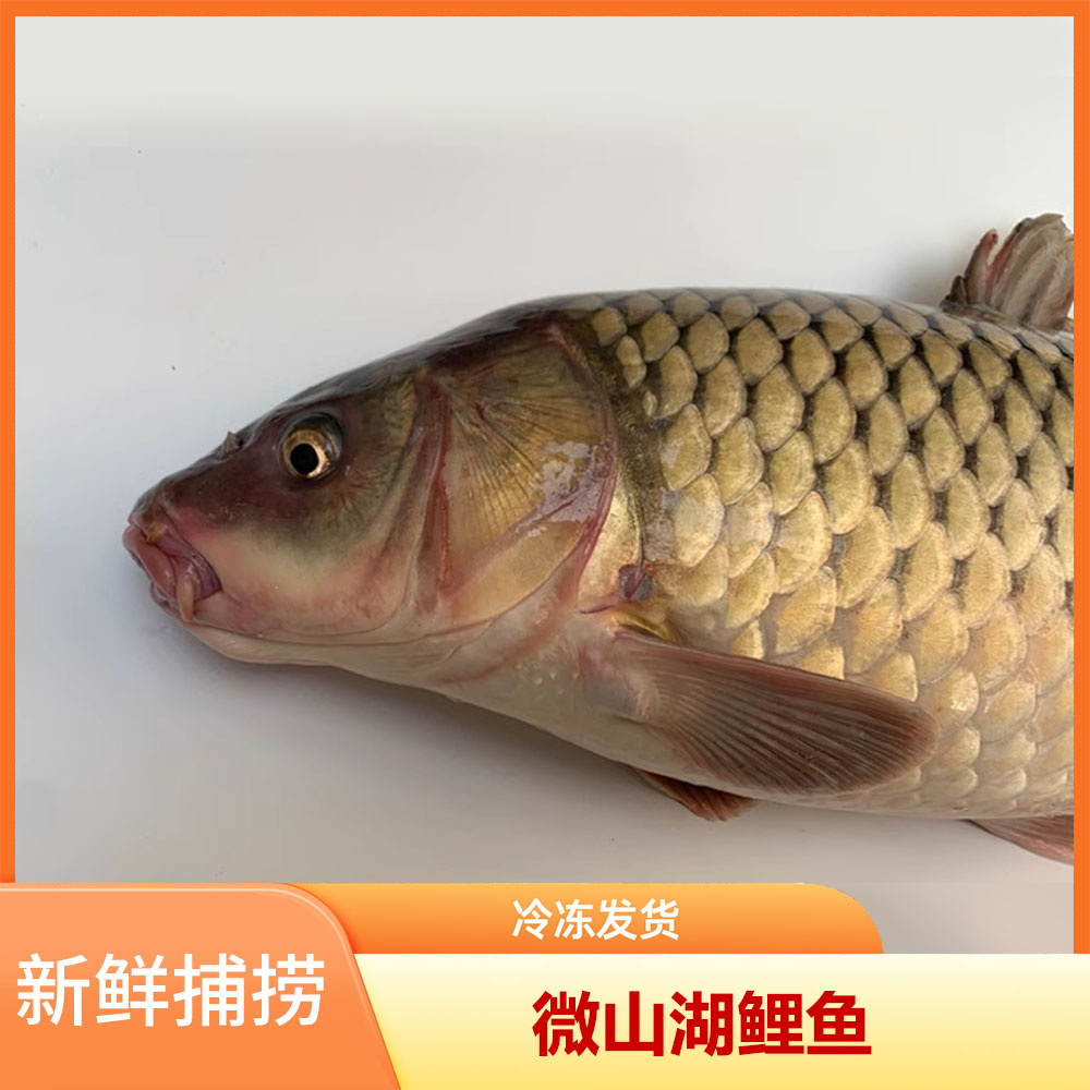 微山湖生态鲤鱼野生鲤鱼四鼻鲤鱼金鳞赤尾活鱼现杀顺丰次日达