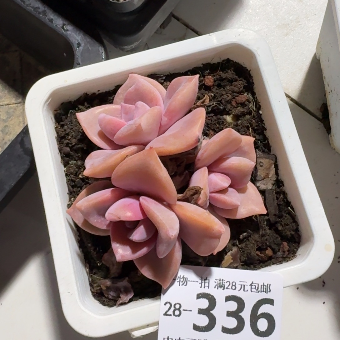 彩虹糖无盆土发货无盆