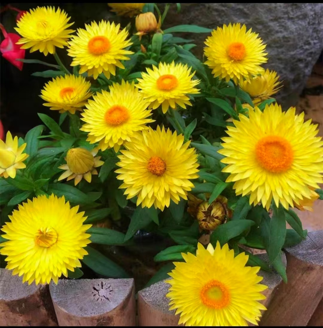 黄金岁月麦秆菊(2加仑盆  大花型 花期长 )庭院阳台开花植物