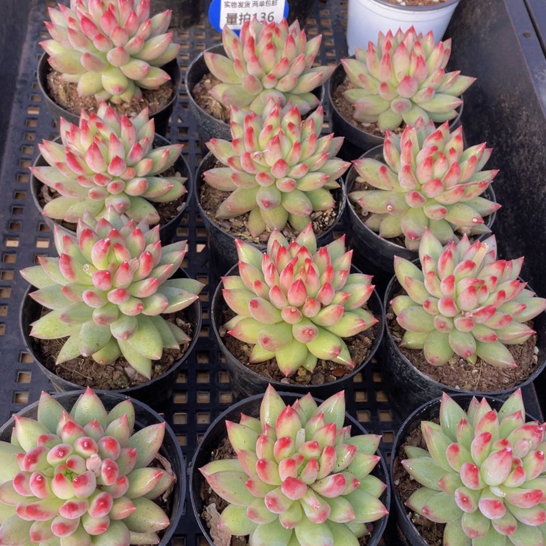 量拍136号 岩字单头一个