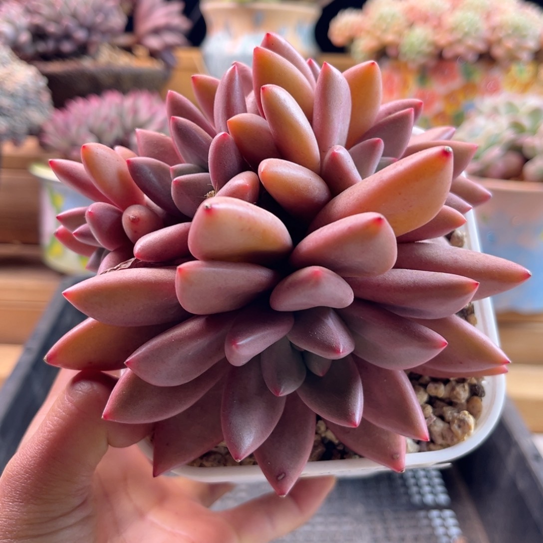 2.13-31桃花缘111111