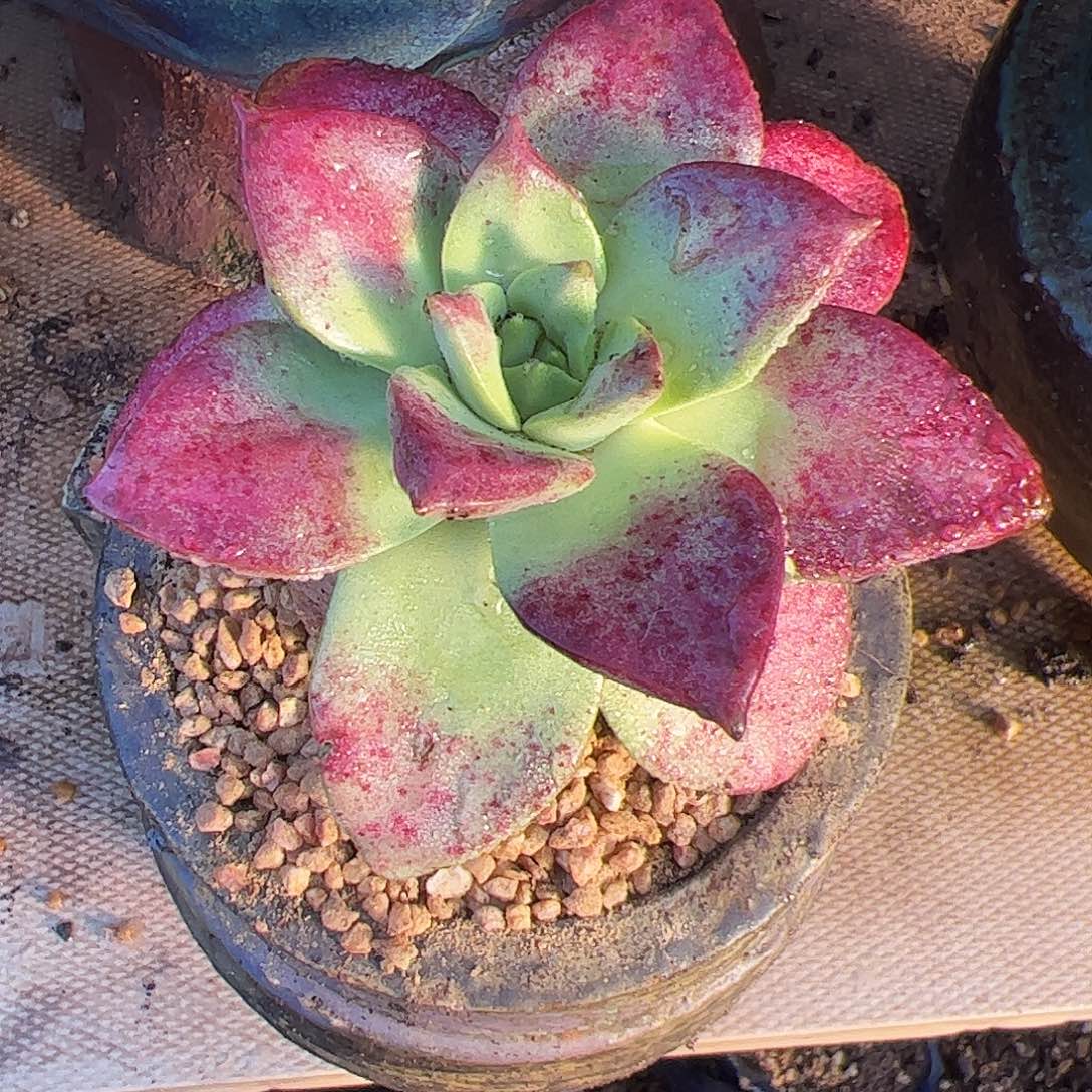 4221苹果叶坎黛仙女杯