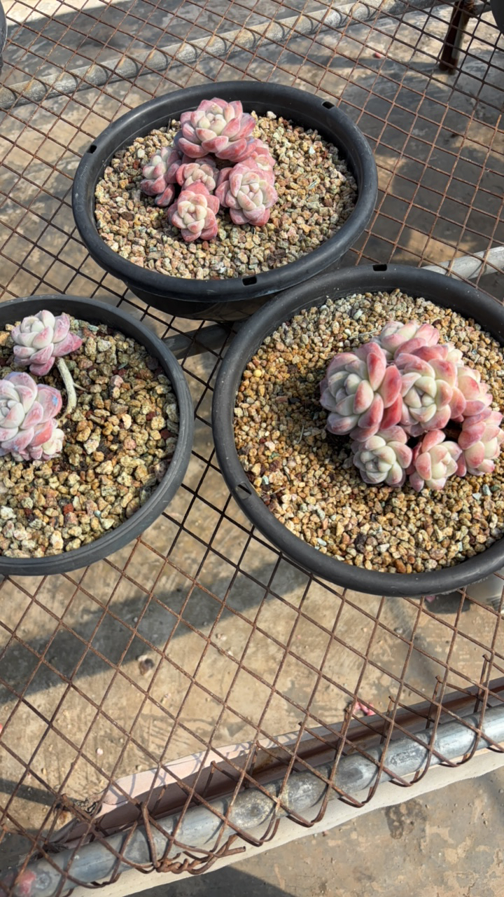 梅花鹿冰玉多肉专拍