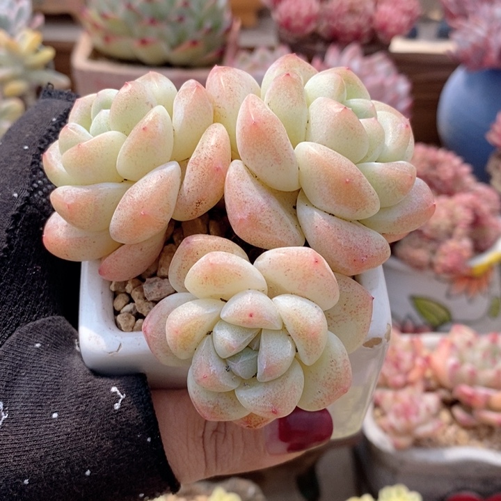 冰玉 韩货精品2233