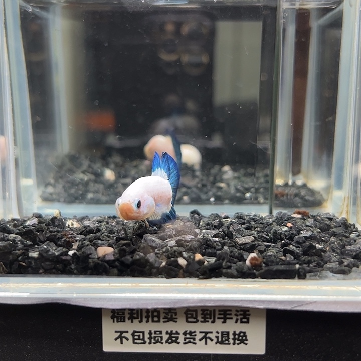 斗鱼竞拍跑单拉黑23日5