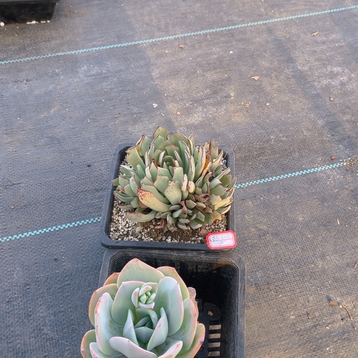 ?***K奶茶一颗剑斯诺娃一颗有疤痕