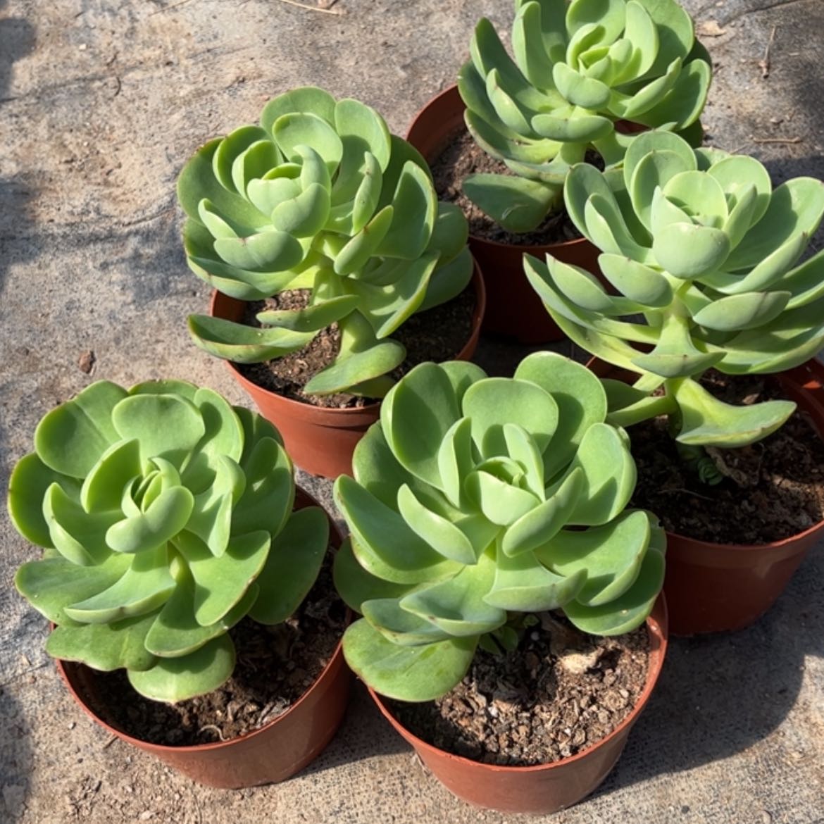 【闪购商品】无花朵唯****✅