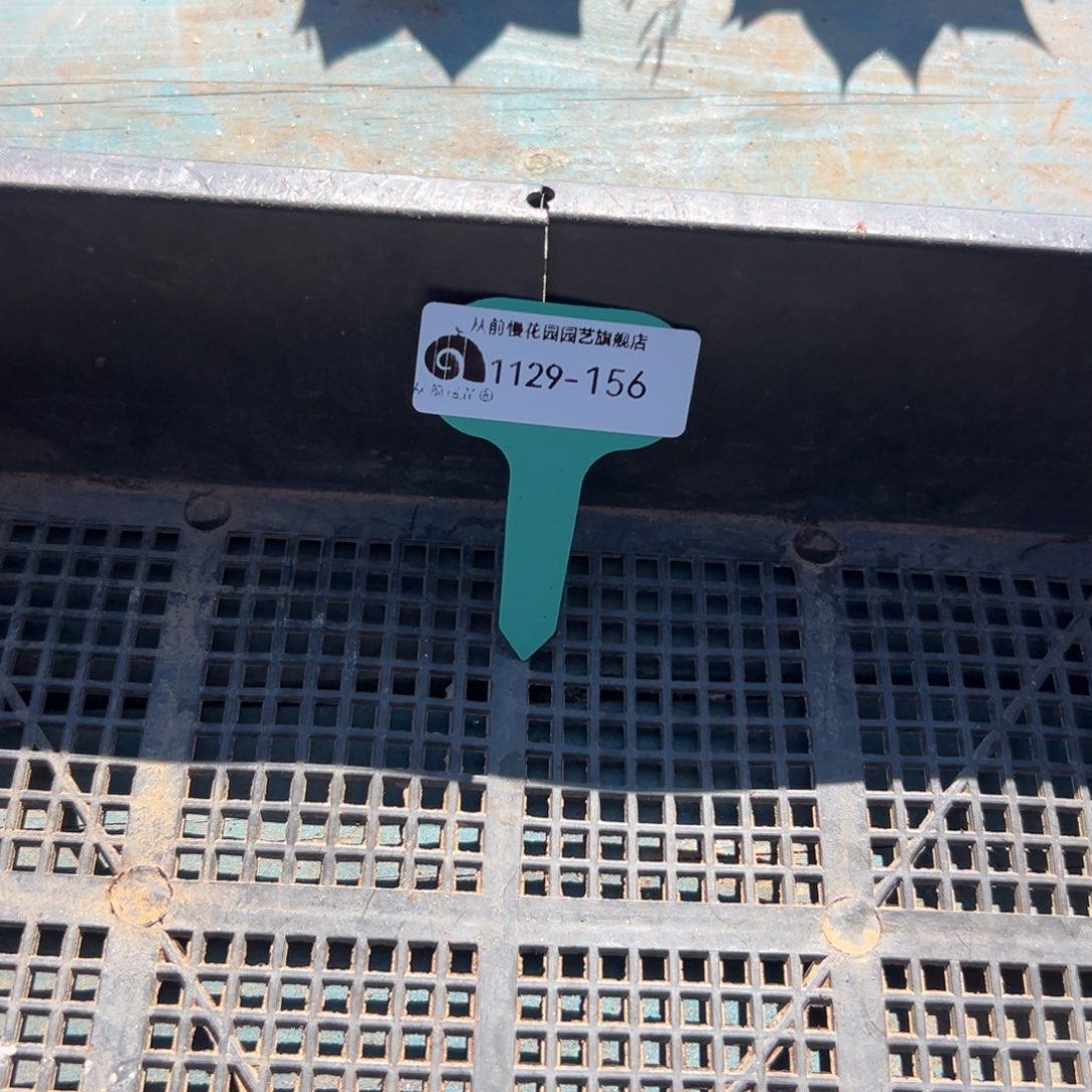 从前慢花园多肉编号1129-156