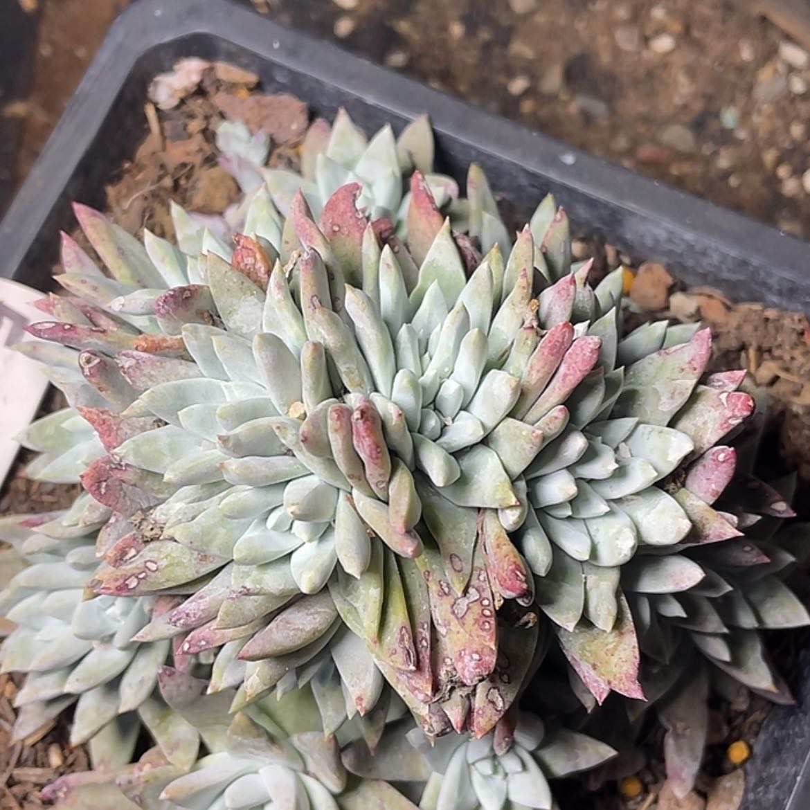【闪购商品】白菊苹果叶