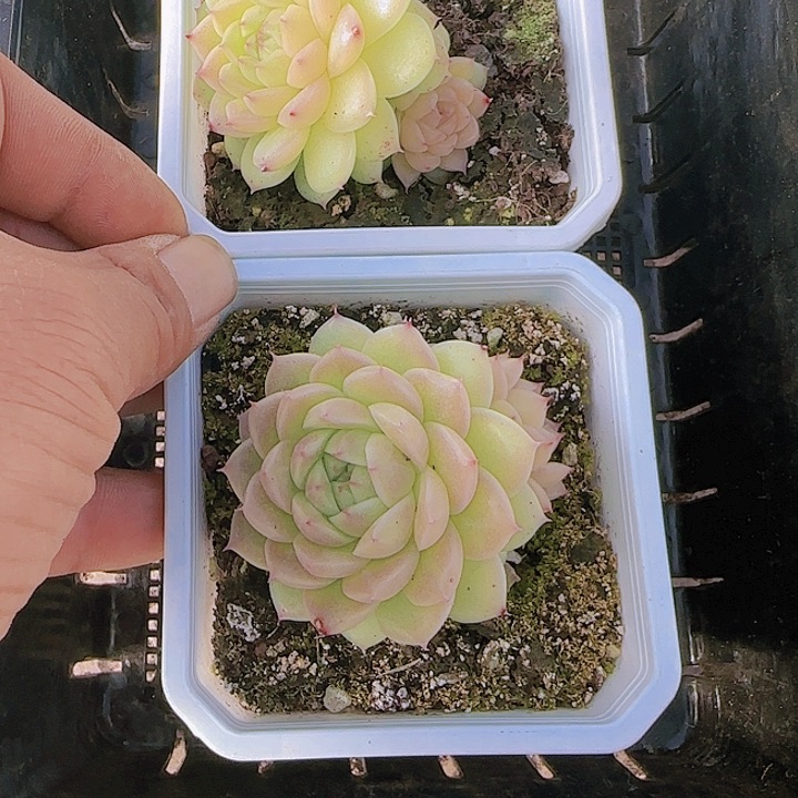 花时光精品多肉20