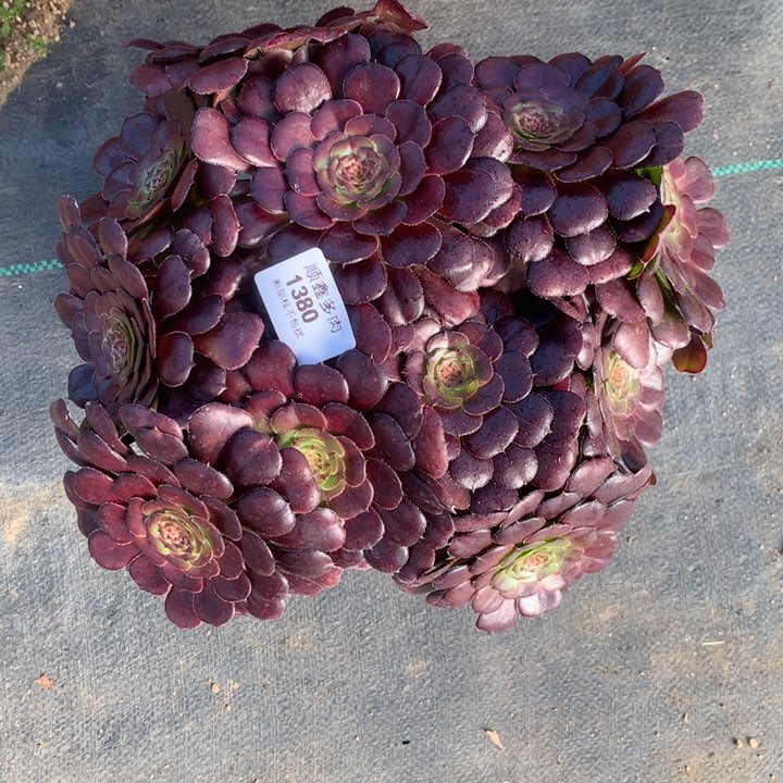 1380黑萝莉多肉植物