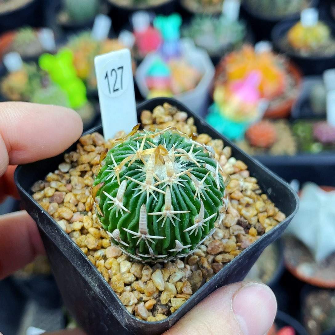 非偏远地区满25包邮仙人球