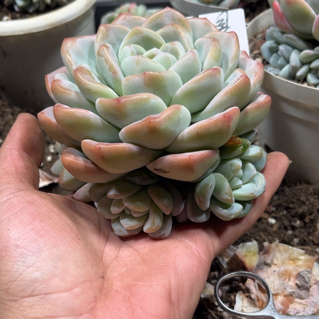 煜煜呀专拍冰玉手捧寄养