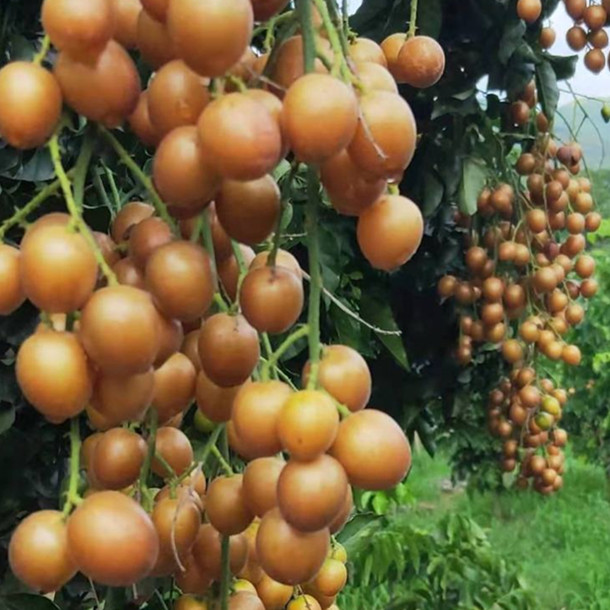 正宗黑金刚黄皮纯甜冰糖黄皮鸡心黄皮贵妃带土带叶盆栽地栽