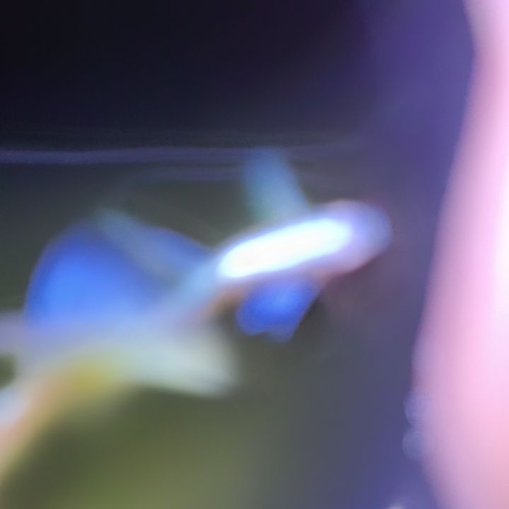 孔雀鱼紫白飞船一对