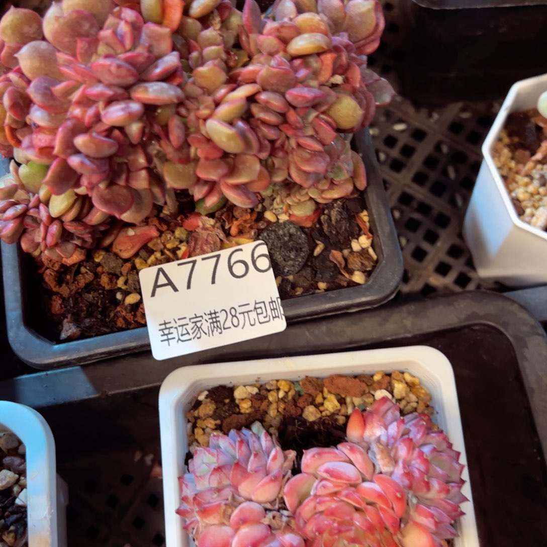 幸运的是我的朋友们一起