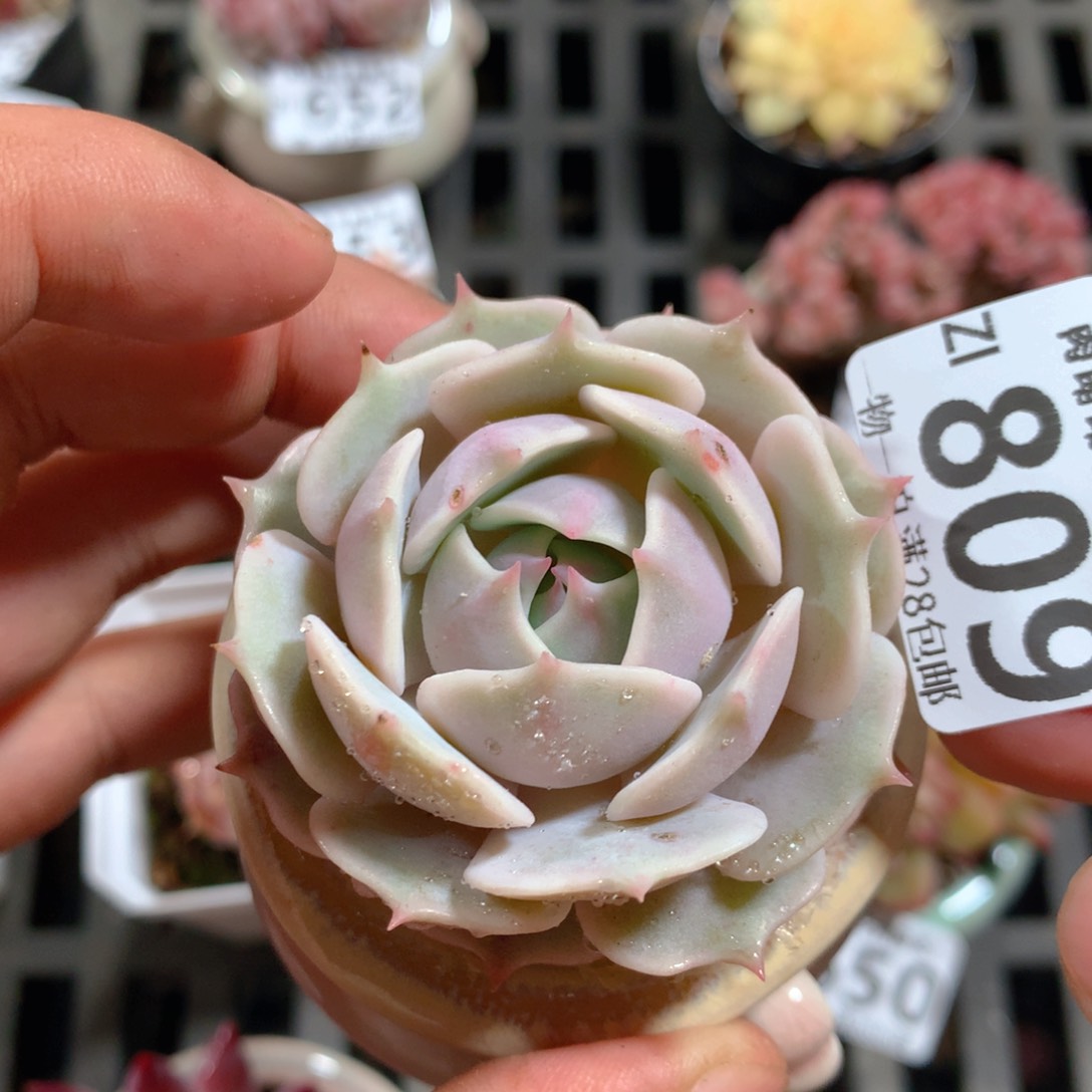 5CM拇指盆精控多肉ZI809