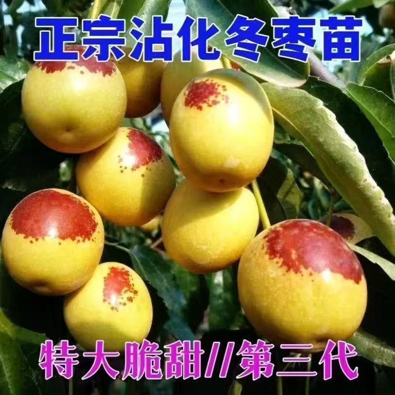 正宗嫁接第三代沾化冬枣树苗蟠枣树苗
