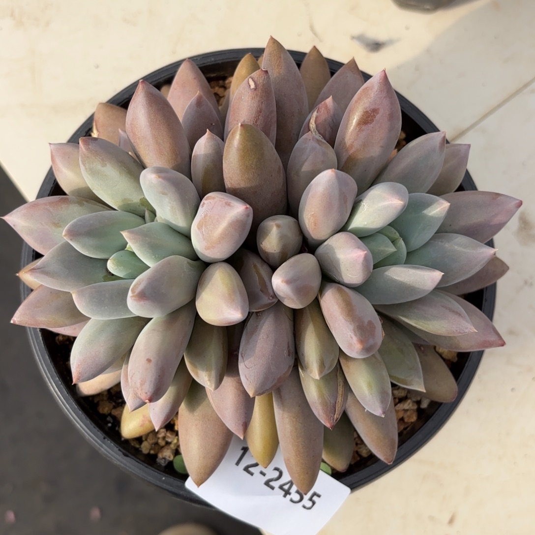 2455哥特萝莉多肉植物