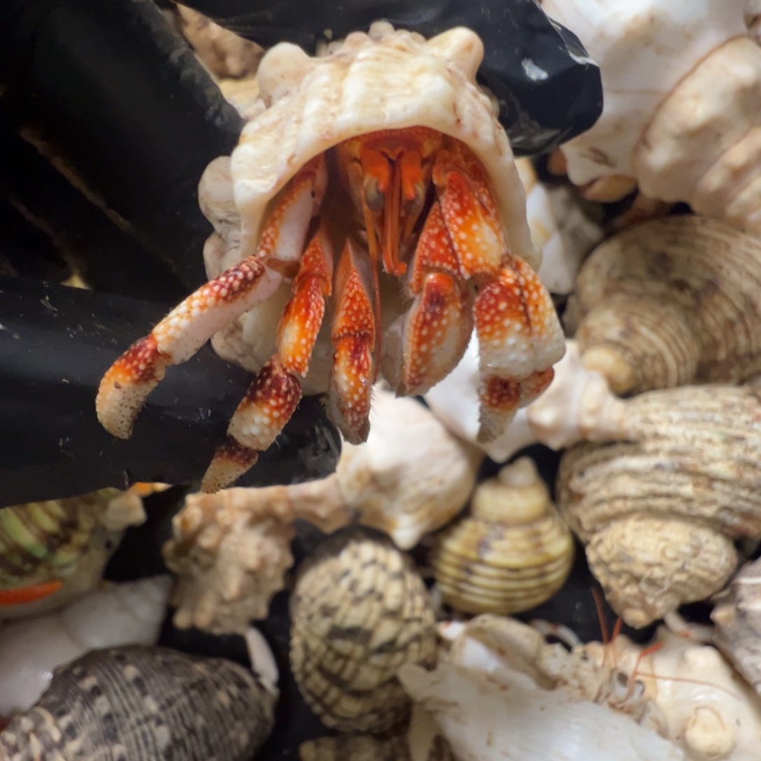 2.0口径白橘咖竹节