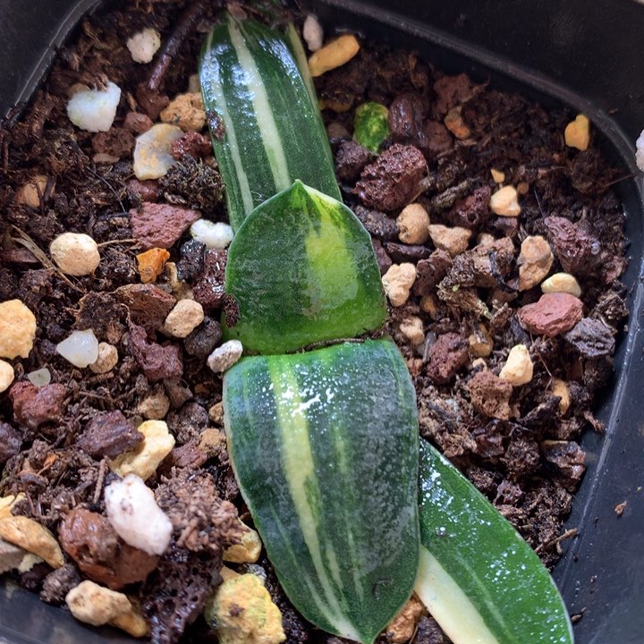 卧牛锦带盆土发货