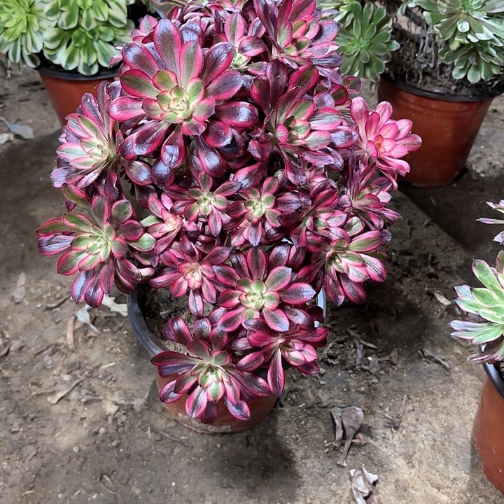 多肉植物香乃尔4