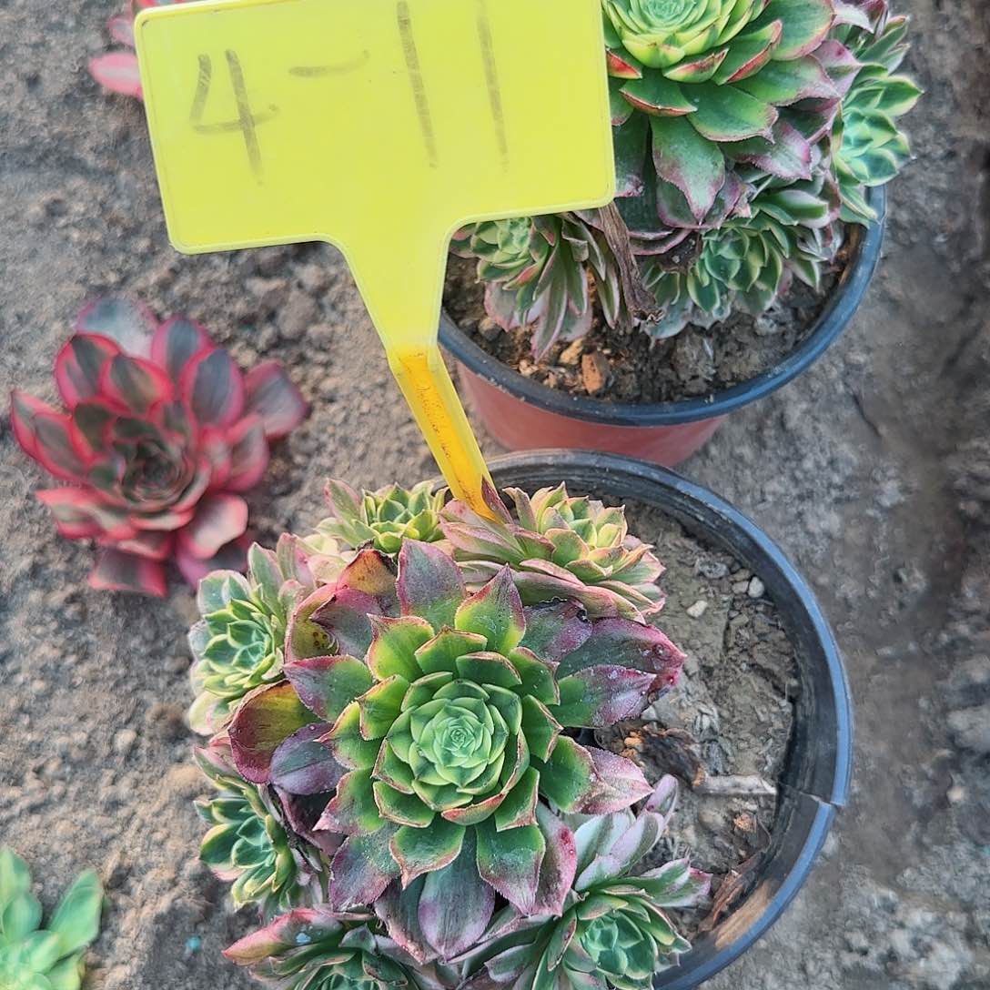 4-11--+多头多肉植物