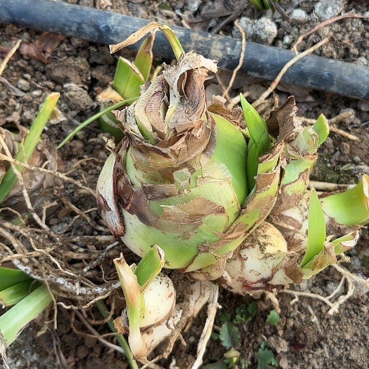 甜蜜有标包对版带花剑1号