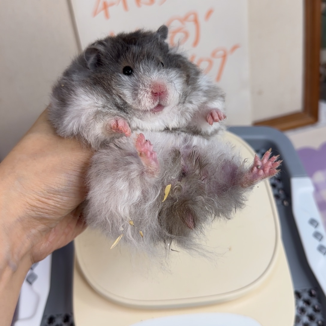 卷毛黑波妹妹5.31生日191g