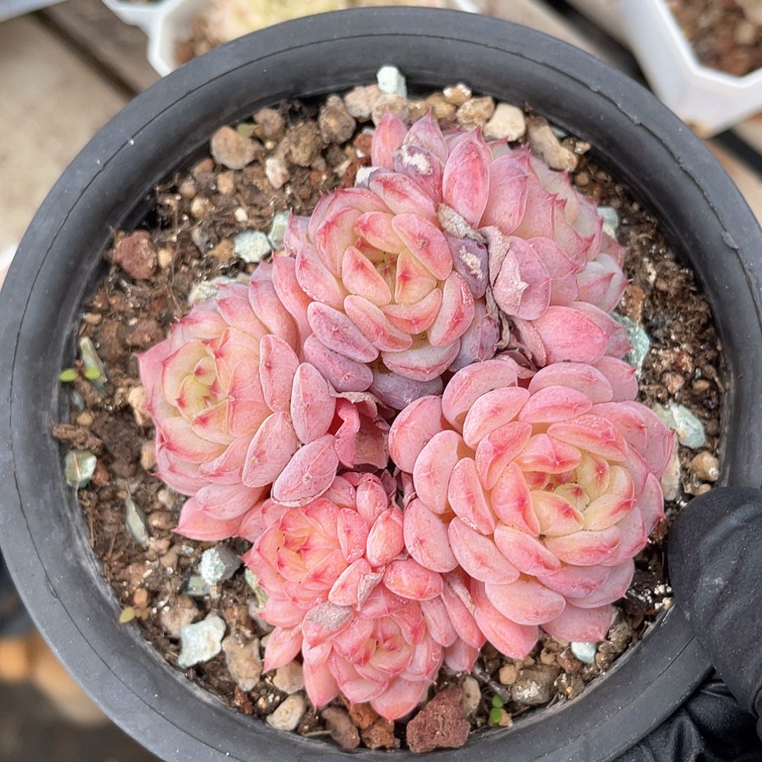 优选白胖子福利712