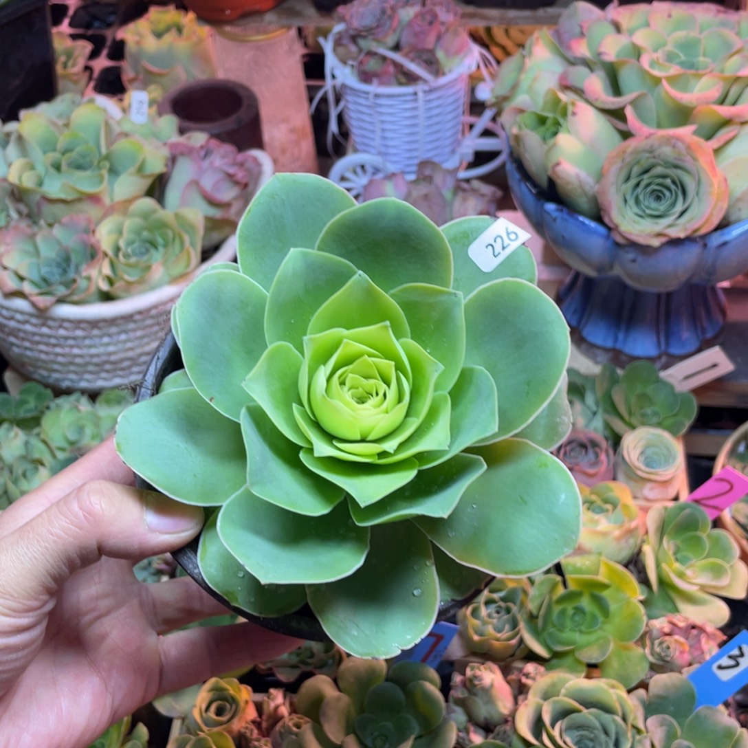 执***迷山地玫瑰多肉植物花卉226带土球