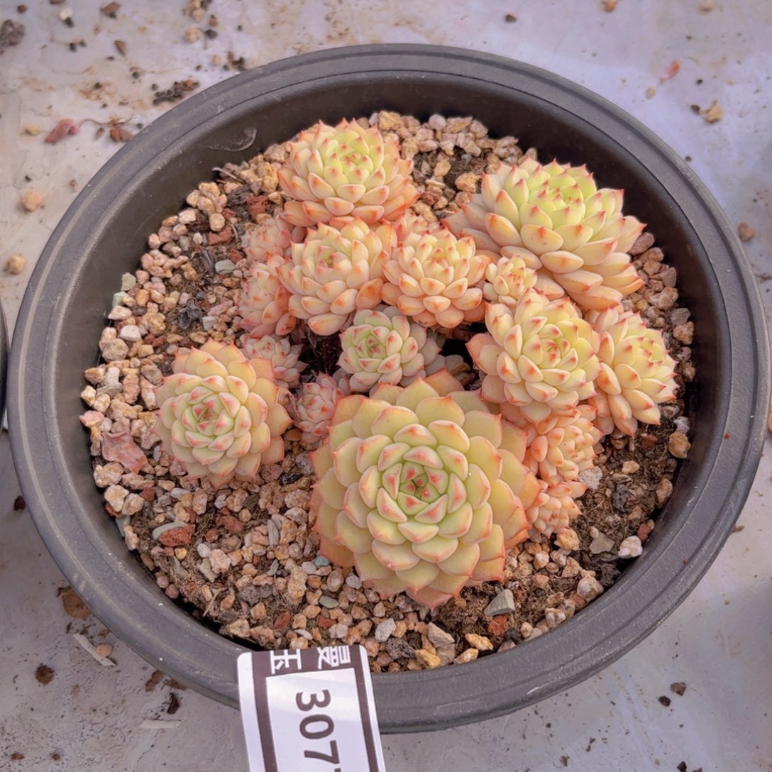 熊猫脸多肉植物3077