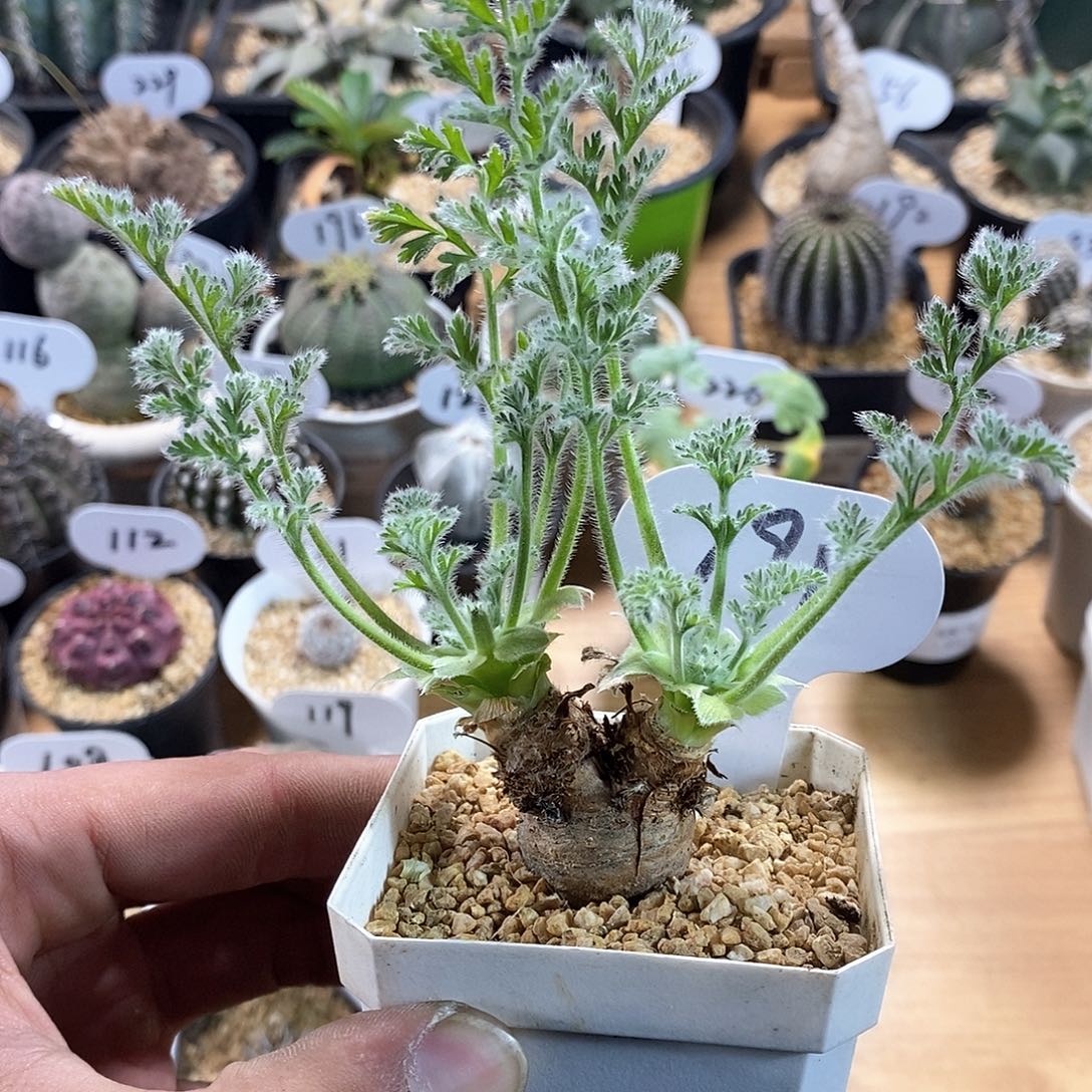 羽叶洋葵191号链接