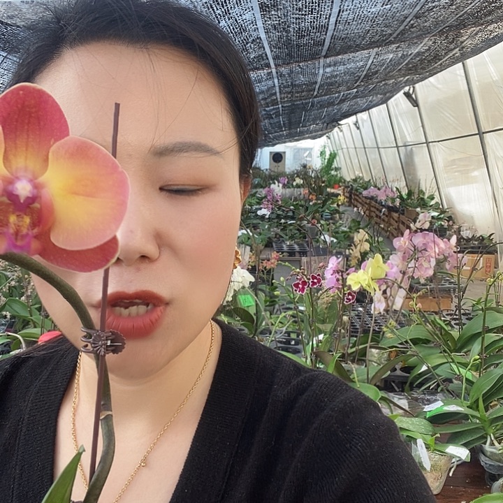 无花朵霞光蝴蝶兰