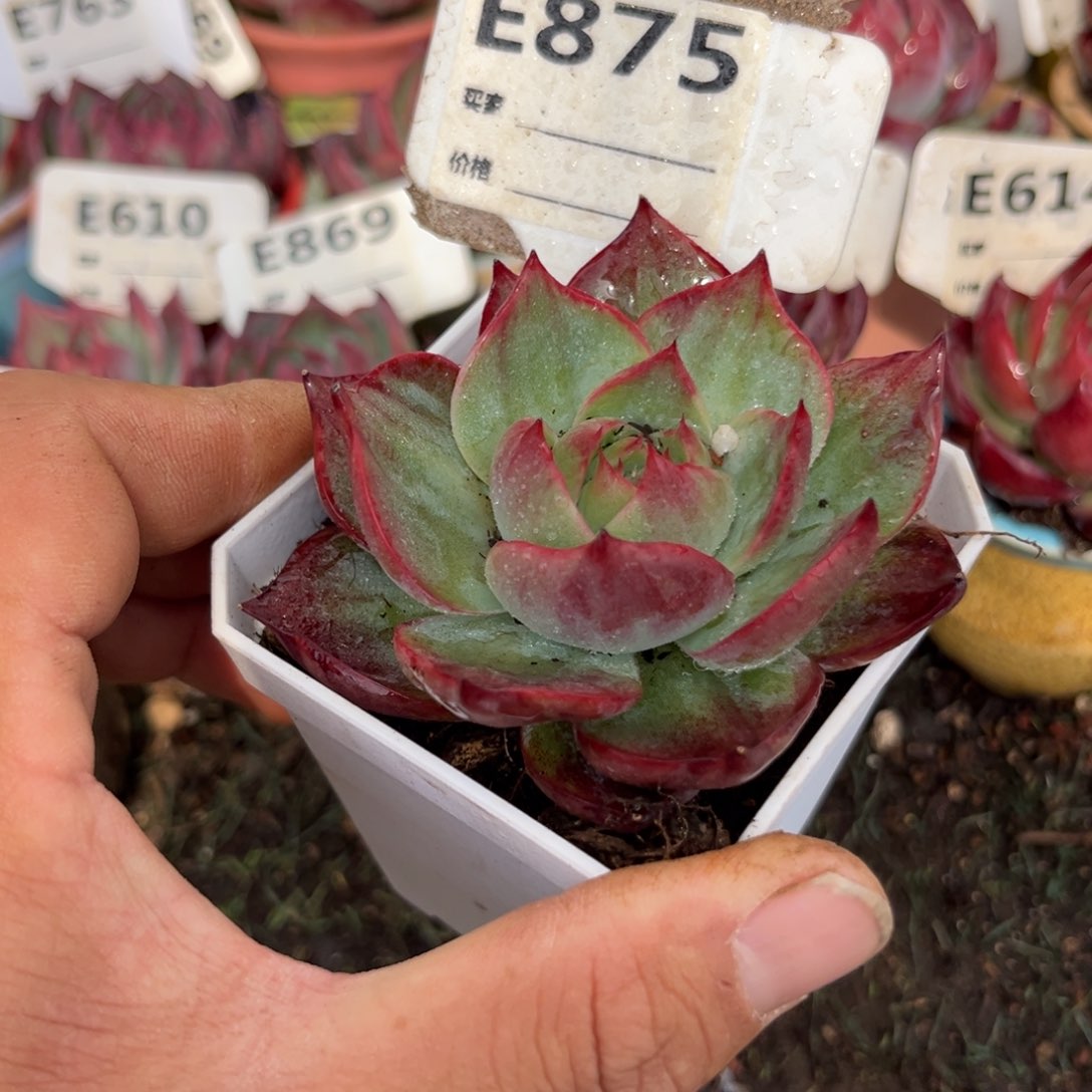 惊鸿一瞥875号多肉