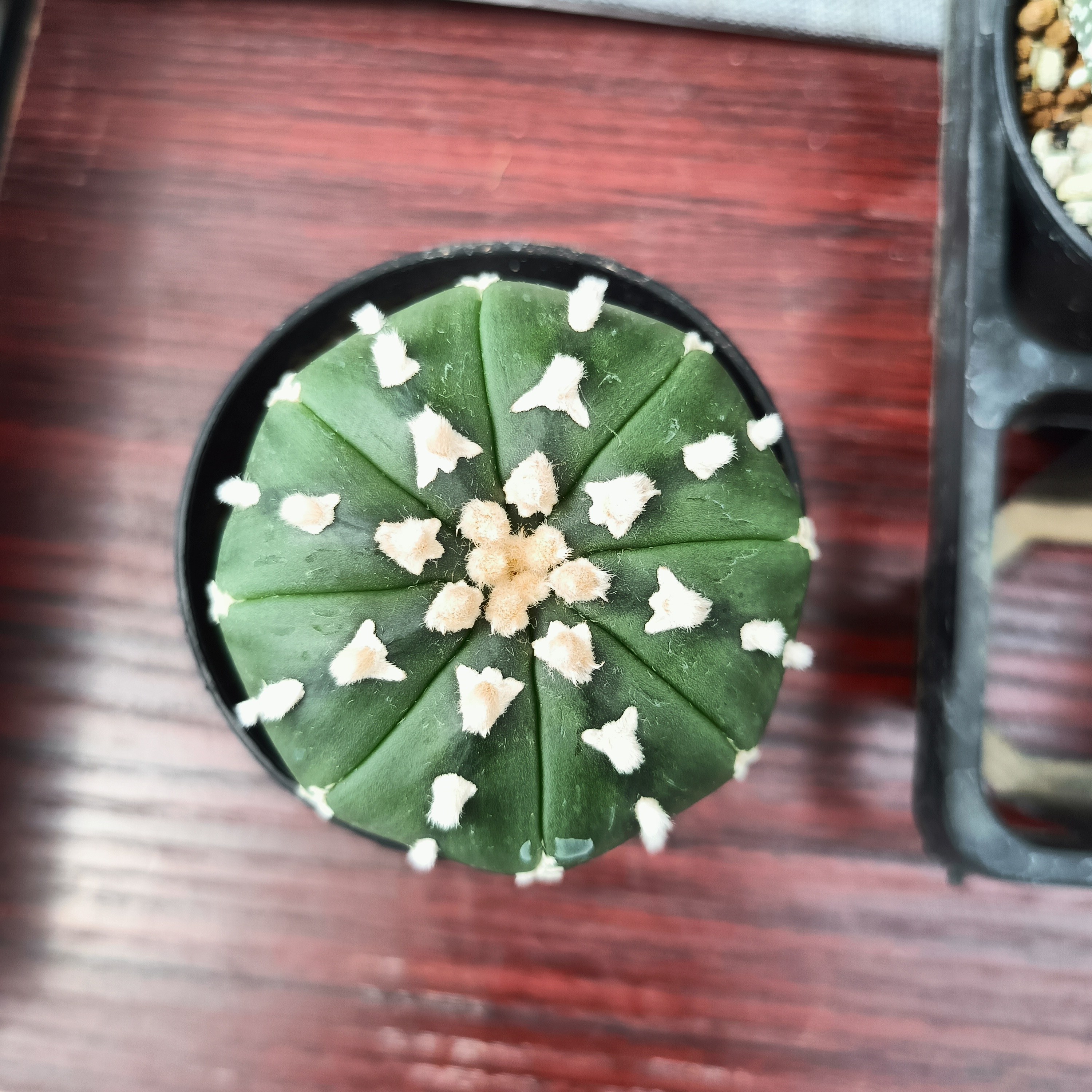 阿贞 琉璃V兜 Z 多肉植物