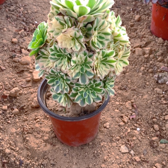 无花朵801多肉植物金丝粉粹