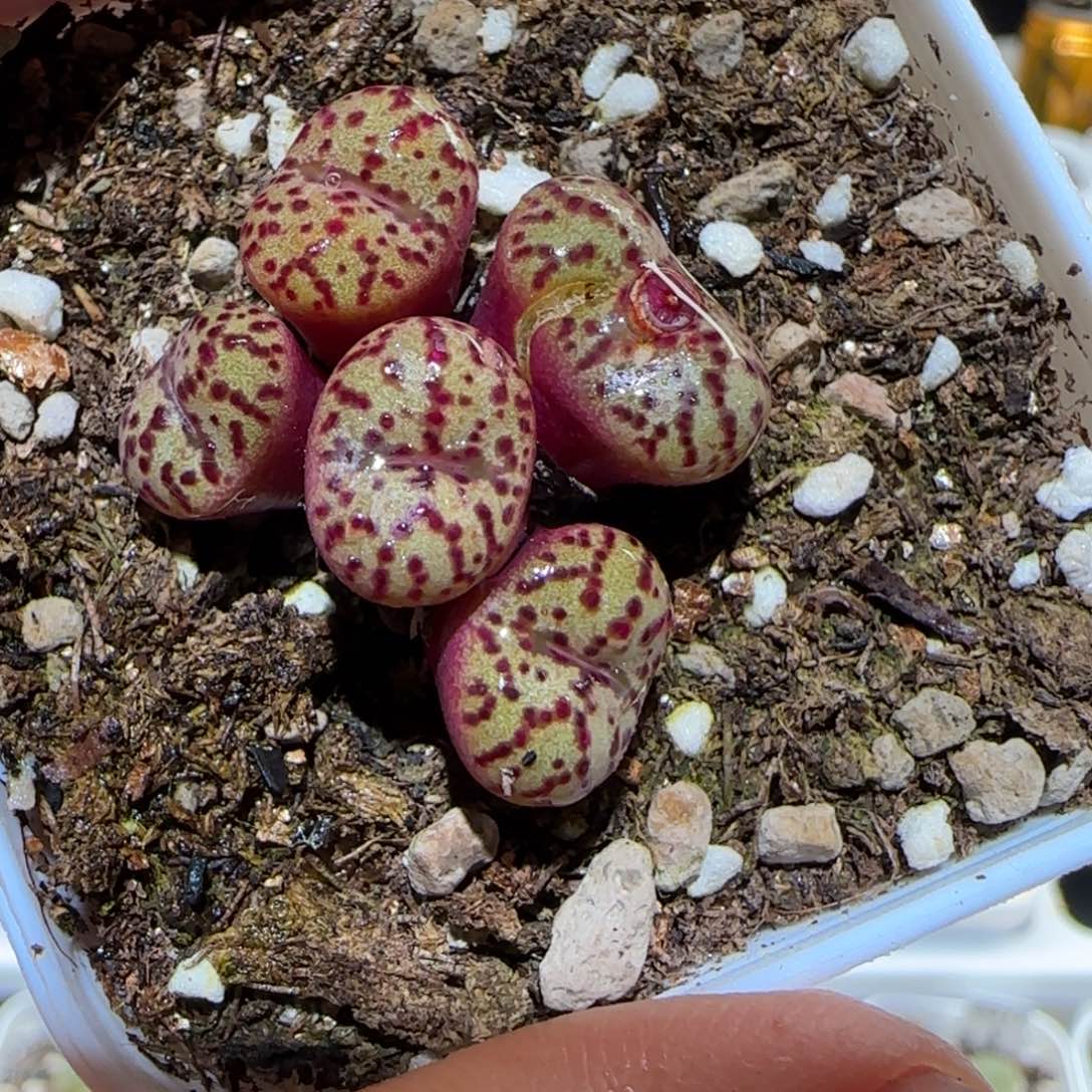 肉锥多肉植物百科-1735