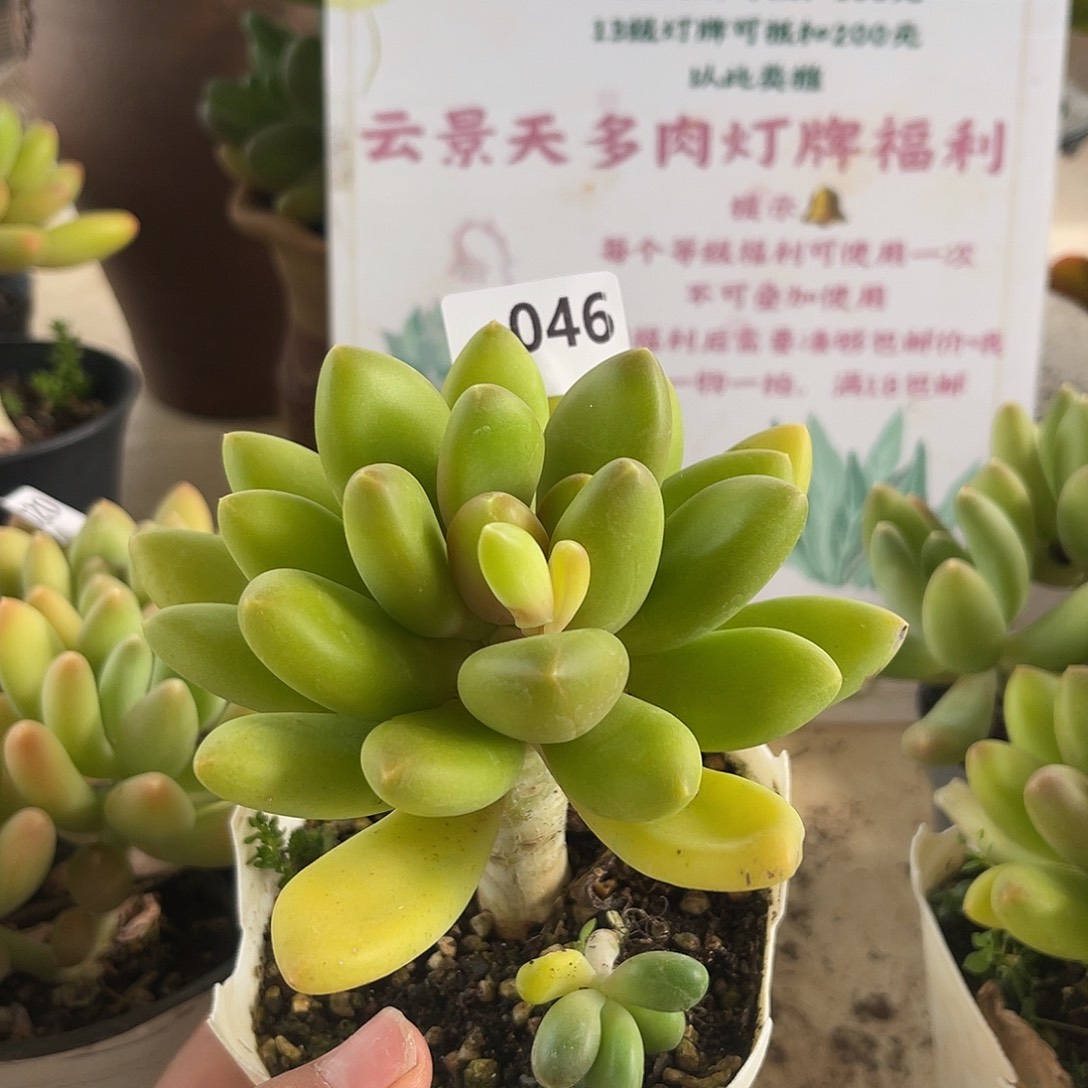 芒果奶。 046。  1111111111