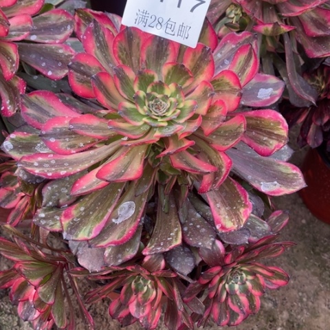 烟花多肉多肉5117