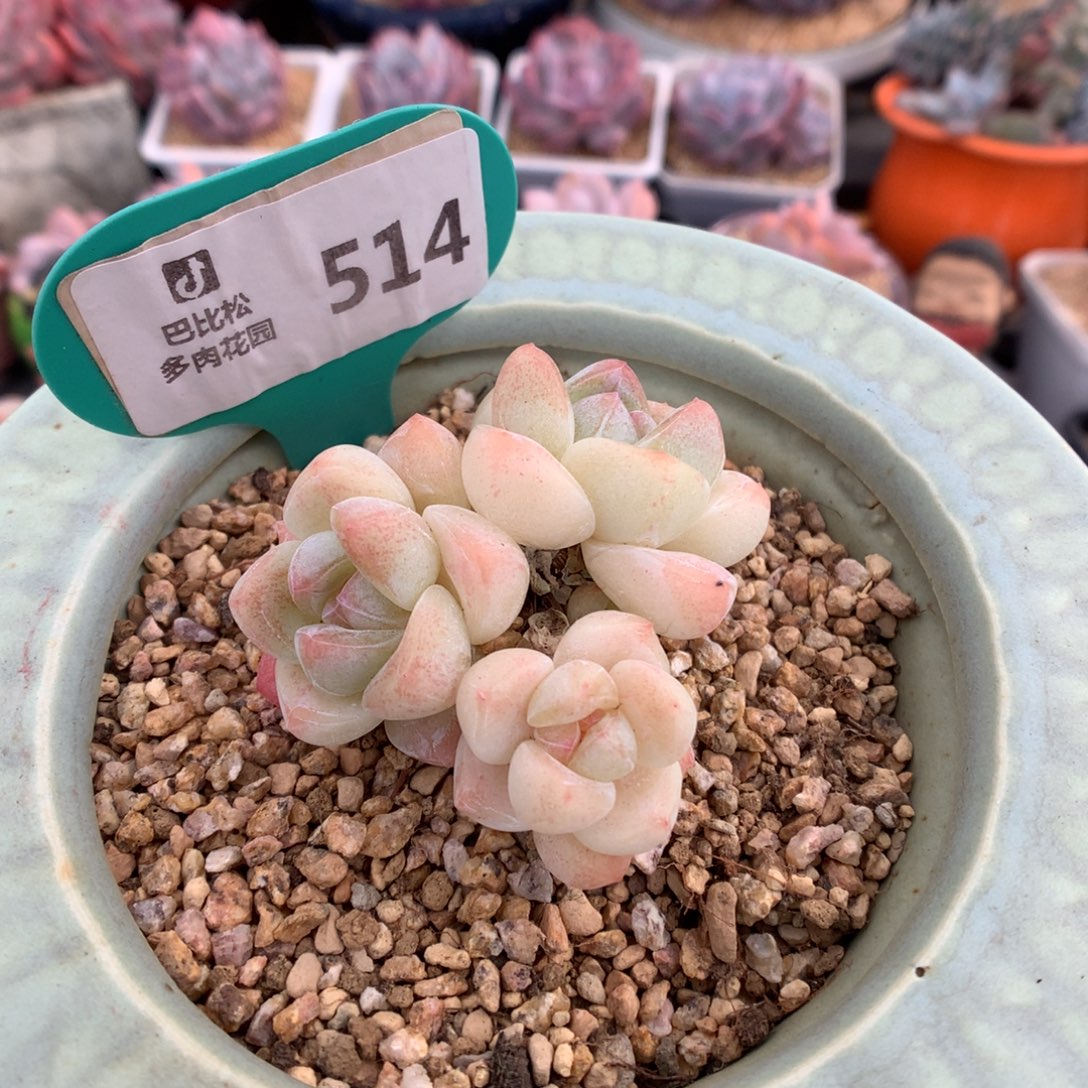 514 奶油冰玉多肉
