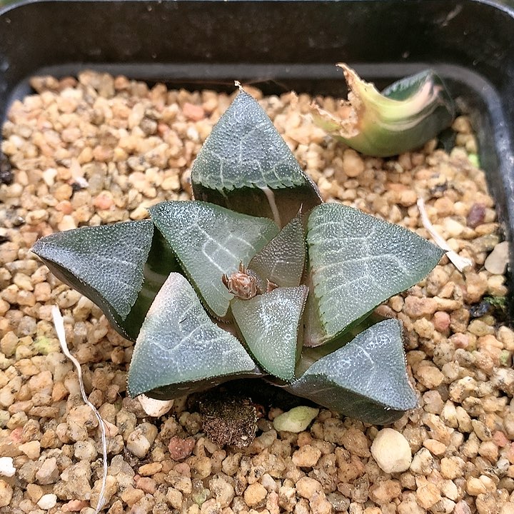 实生克锦无根一物一拍