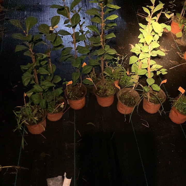 完全开放都之福助嫁接苗36.8